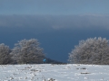 Beauregard - Montagne du Conest 035