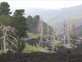Sur les pentes de l'Etna, les arbres eux aussi ont eu chaud !