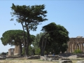 Tout à coté du camping se trouve le splendide site archéologique de Paestum