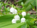 Du muguet !