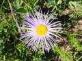 Aster des Alpes