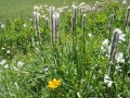 Asphodèles Blanc et un Lys orangé