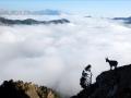 Les bouquetins abondent en nombre au pied et sur le Mont Aiguille !