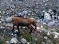 Rencontre d'une "Famille Chamois" sur la moraine du glacier