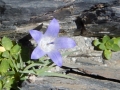 Campanule du Mont Cenis ?