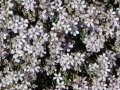 Gypsophile rampant