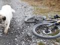 Moi qui ait peur des chiens, et bien  cet adorable toutou m'a accompagné tout au long de la piste qui mène à la cabane du Jas