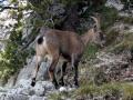 Une étagne, habitante à l'année du Mont-Aiguille !