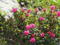 Rhododendrons encore en fleurs !