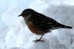 A priori, ce petit oiseau semble être un "Accenteur alpin"