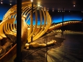 Visite du superbe musée de la baleine à Husavik