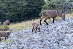 La famille bouquetin est nullement impressionnée par les bipèdes que nous sommes...