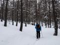 Dans le Bois du Casset